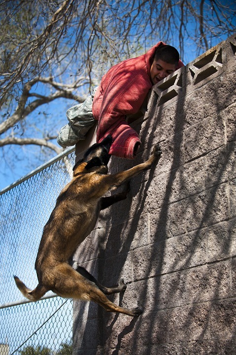 will my renters insurance cover a dog bite