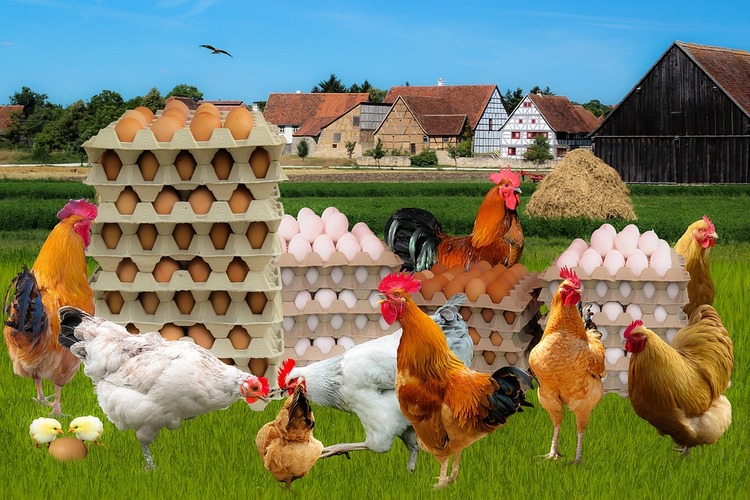 chicken farm nj